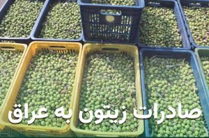 مراحل و نکات مهم در صادرات زیتون به عراق