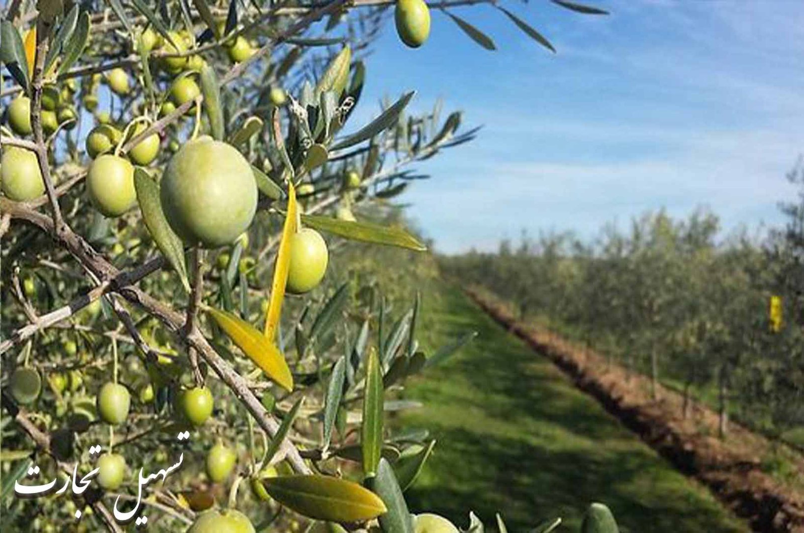 زیتون صادراتی به عراق