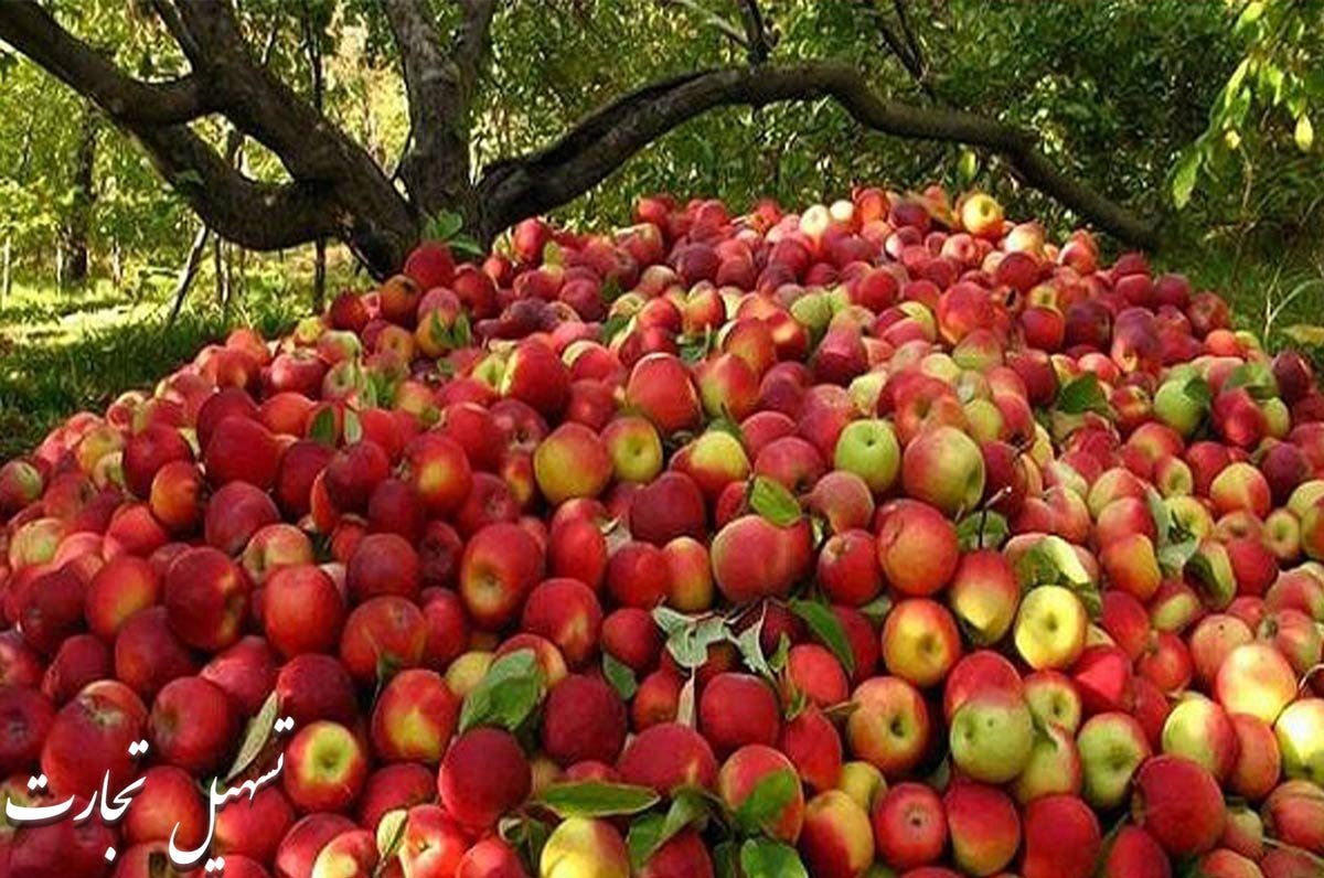 سیب صادراتی به عراق