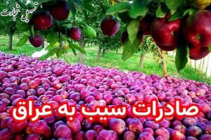 صادرات سیب از ایران به عراق
