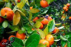 خریدار مرکبات و میوه ایرانی