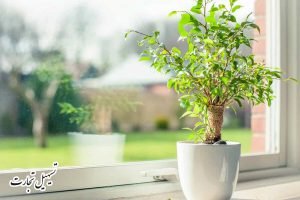خریدار گل و گیاه ایرانی در عراق