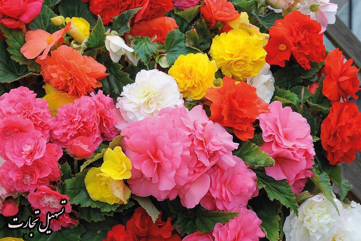 خریدار گل و گیاه ایرانی در عراق