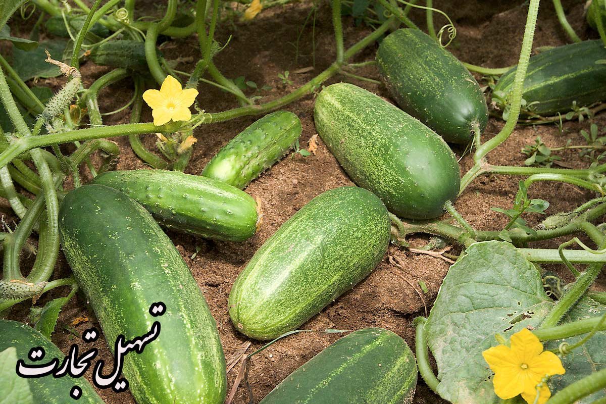 صادرات خیار به عراق