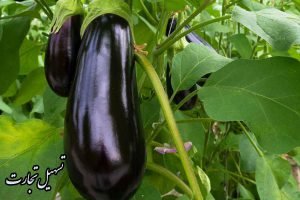صادرات بادمجان ایرانی به عراق