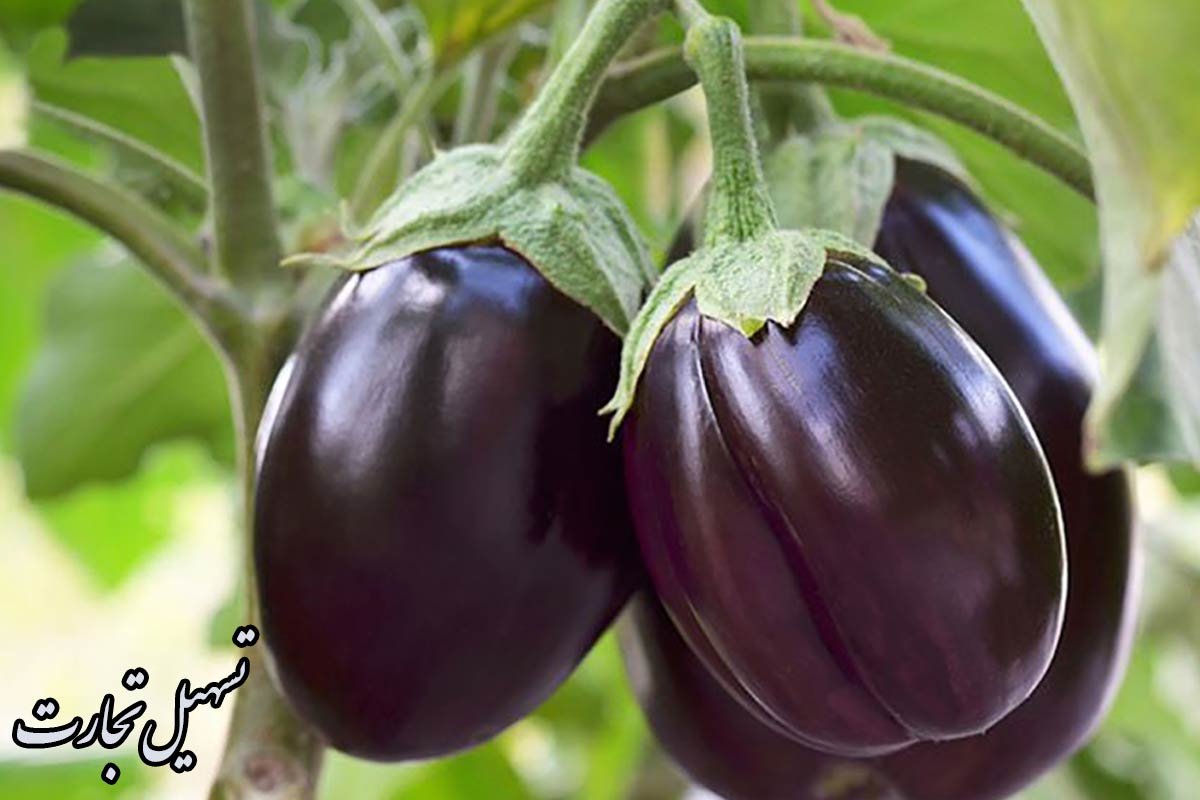 صادرات بادمجان ایرانی به عراق