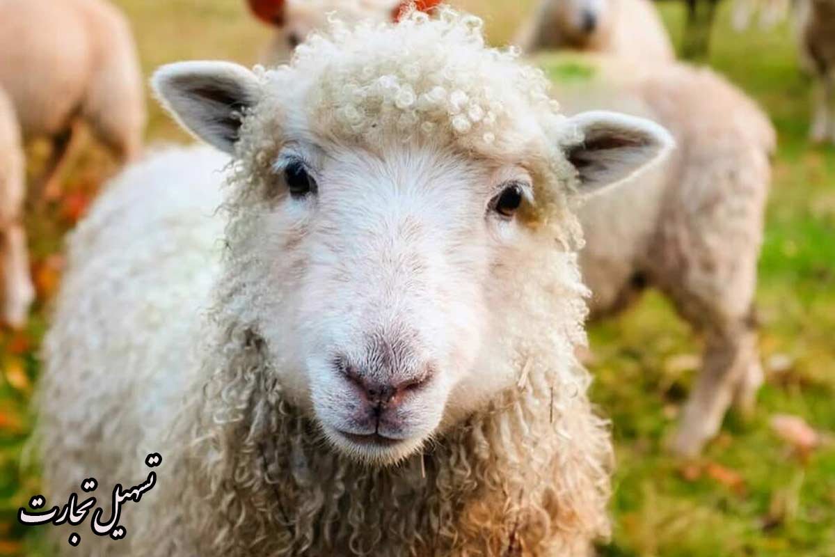 صادرات دام زنده به عراق