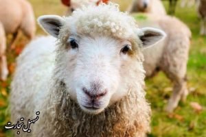 صادرات دام به عراق