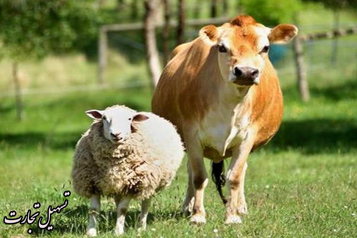 صادرات دام به عراق