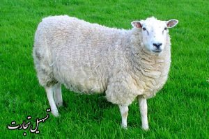 صادرات دنبه به عراق