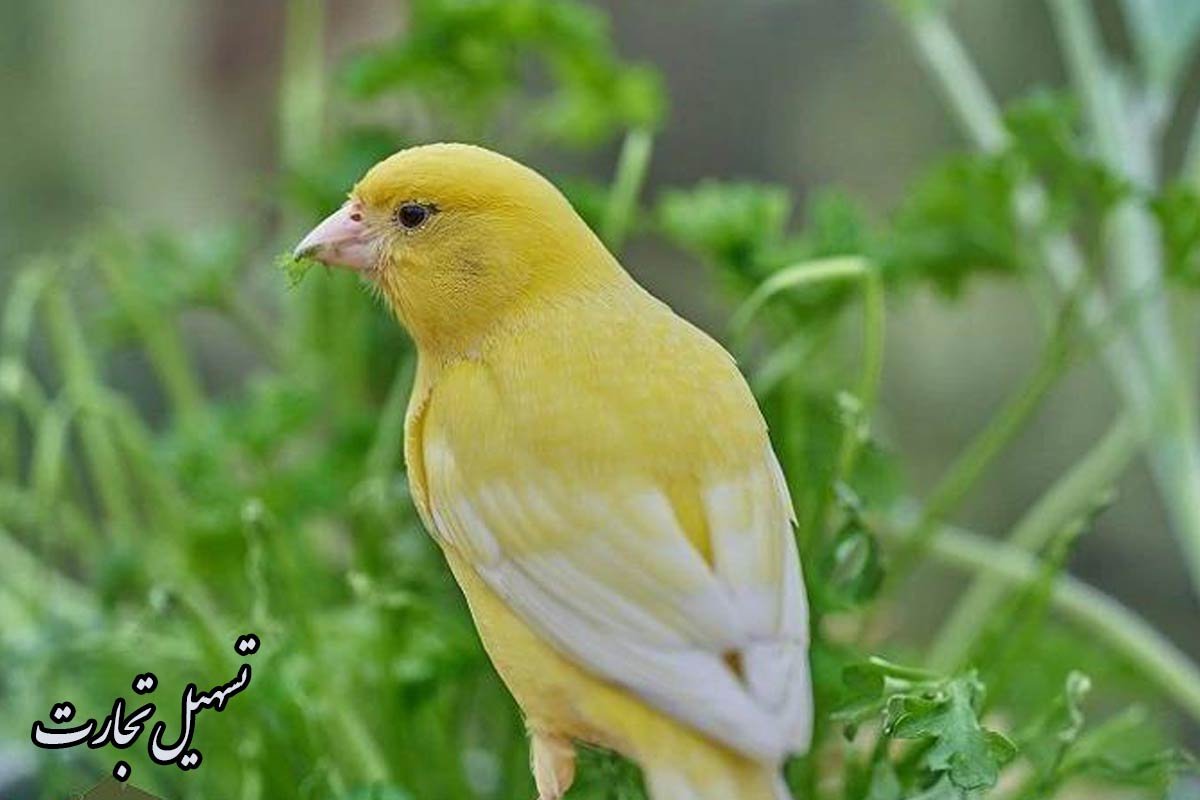 خریداران قناری ایرانی در عراق