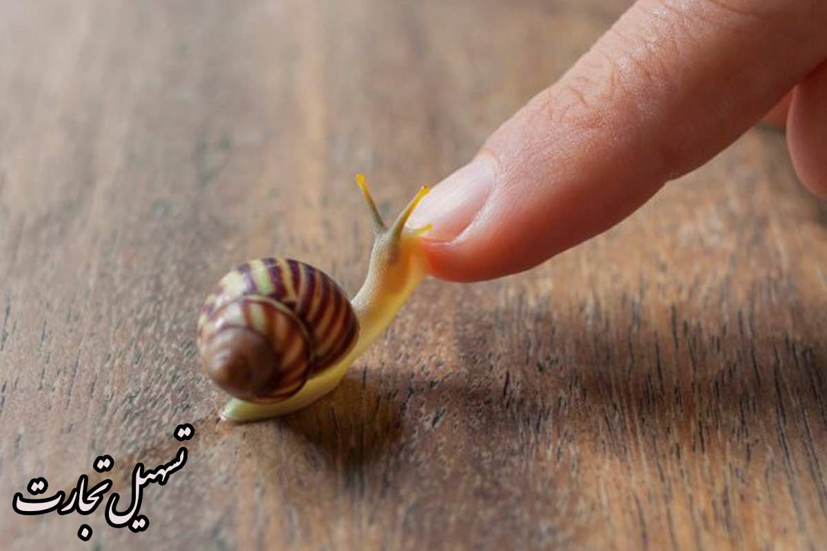 صادرات حلزون به عراق