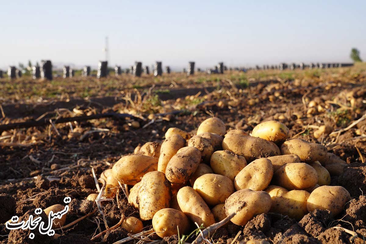خریدار سیب زمینی در عراق