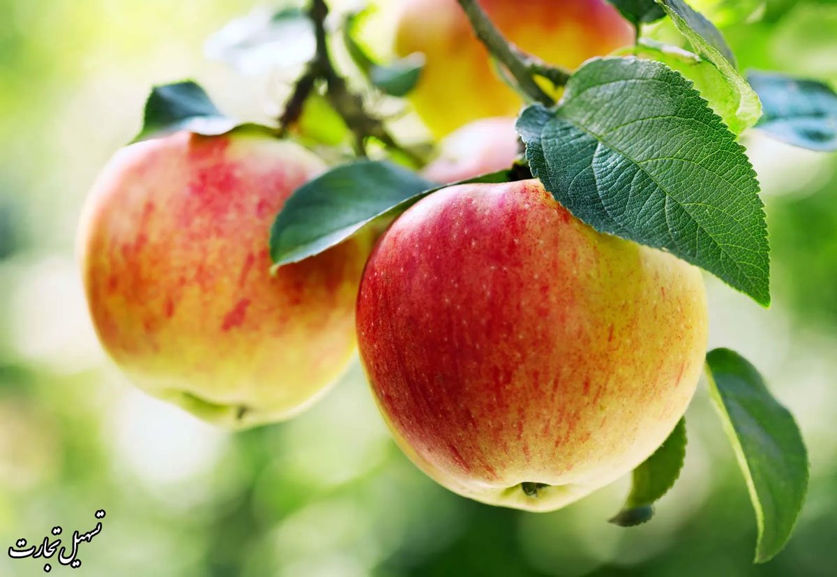 ارسال بار از خوی به عراق