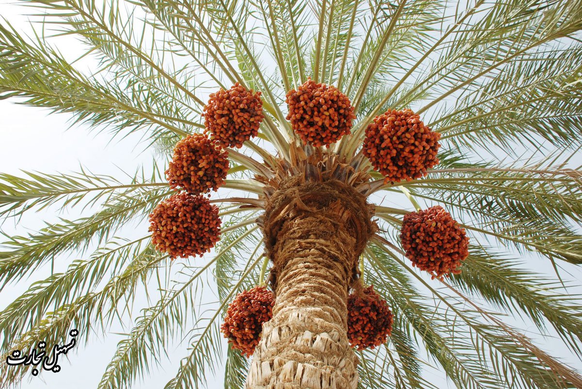 ارسال بار از شوش به عراق